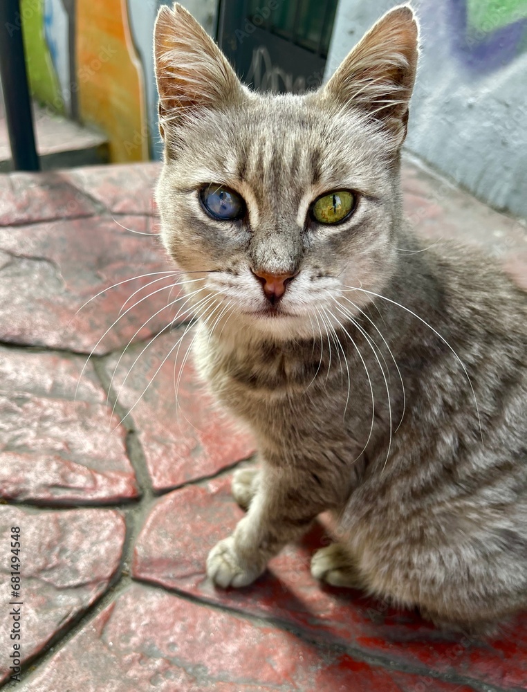 odd eyed cat in Istanbul turkey