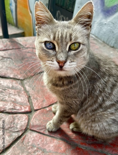 odd eyed cat in Istanbul turkey © Mikina