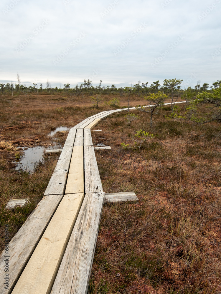 Enchanted Bog Path: Discover the Charms Along the Wooden Crossing Enchanted Bog Path: Discover the Charms Along the Wooden Crossing