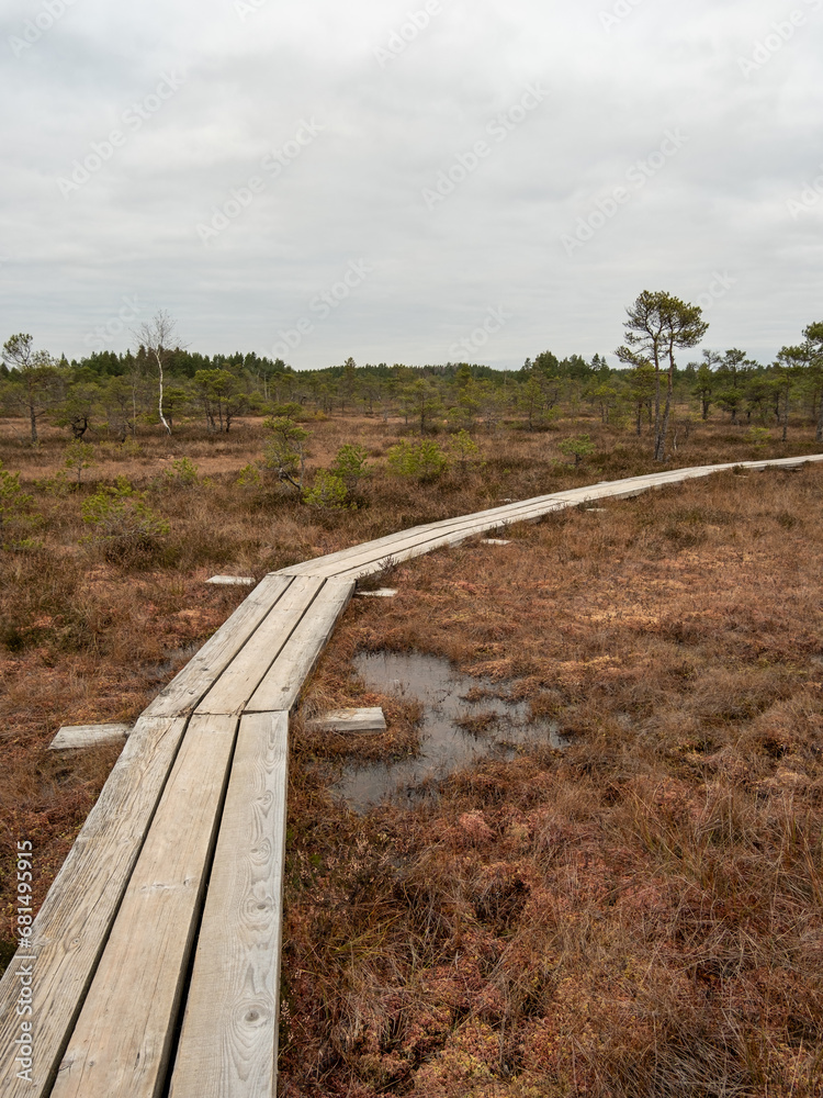 Swaying Planks: Navigating the Swamp's Expanse on the Timber Walkway