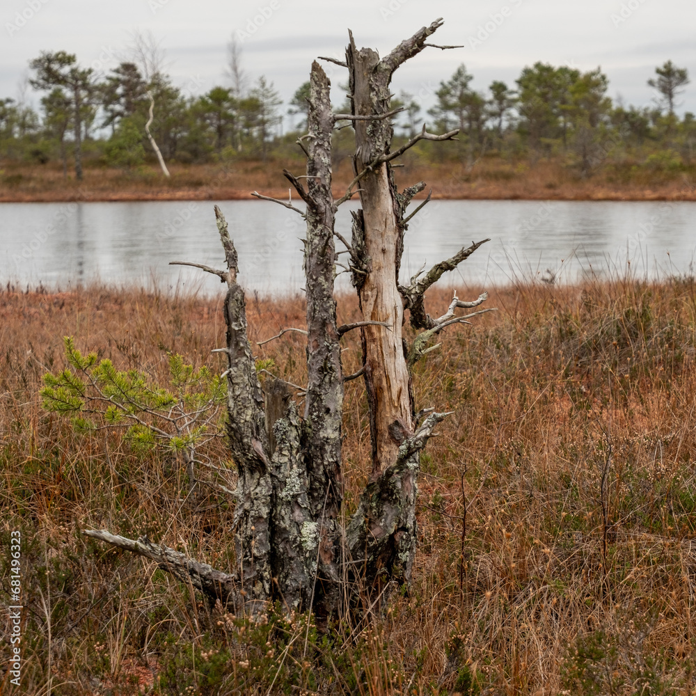 Lakeside Witness: Tree Amidst Autumn Swamp and Slightly Frozen Lakes