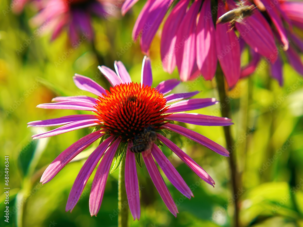Bee collecting nectar on a beautiful flower Bee collecting nectar on a beautiful flower