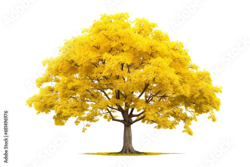 Clean Canvas for Majestic Maple Isolated on a transparent background