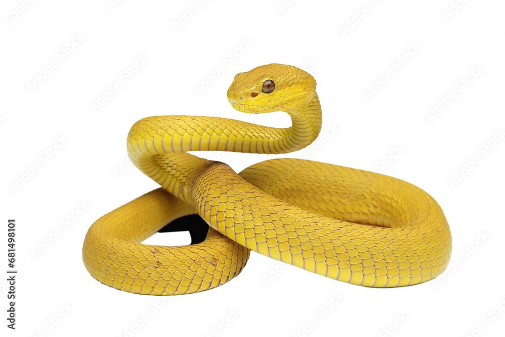 (Trimeresurus insularis) closeup on isolated background (Trimeresurus insularis) closeup on isolated background