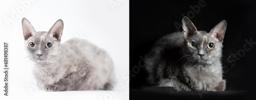 Fototapeta Naklejka Na Ścianę i Meble -  two cats on a black and white background