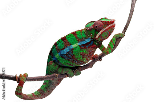 Beautiful of chameleon panther, chameleon panther on branch, chameleon panther closeup © kuritafsheen