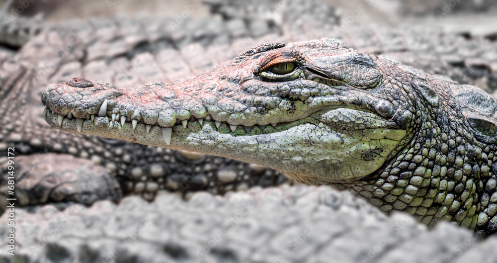 Obraz premium several alligator crocodiles close up