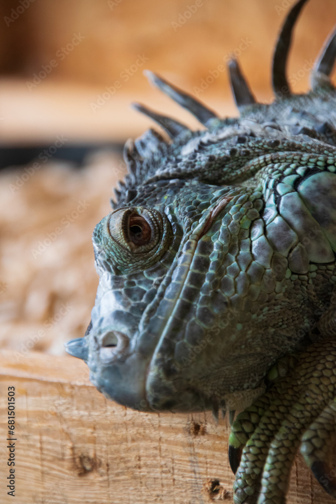 Fototapeta premium green iguana close-up