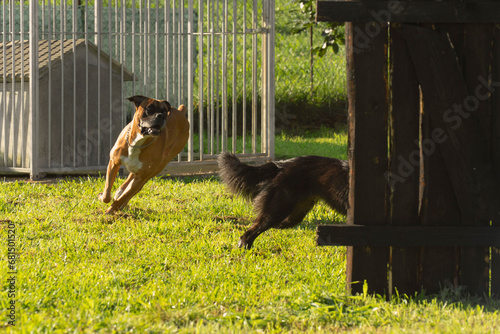 Dog training in a sunny day