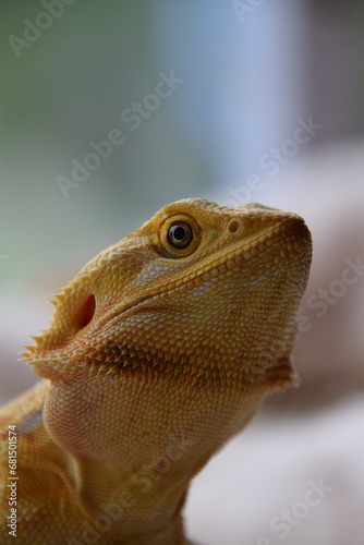 Fototapeta Naklejka Na Ścianę i Meble -  orange bearded dragon 