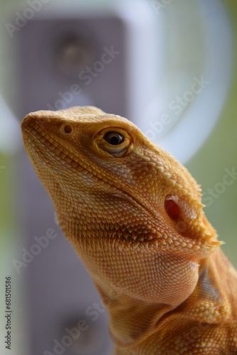 orange bearded dragon 