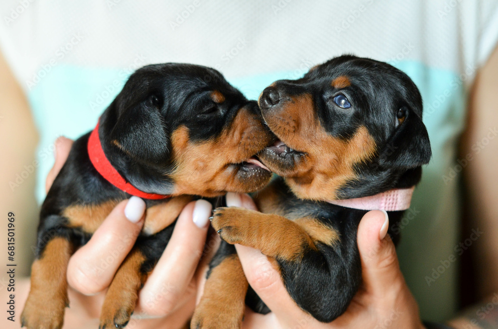 Fototapeta premium cute dog