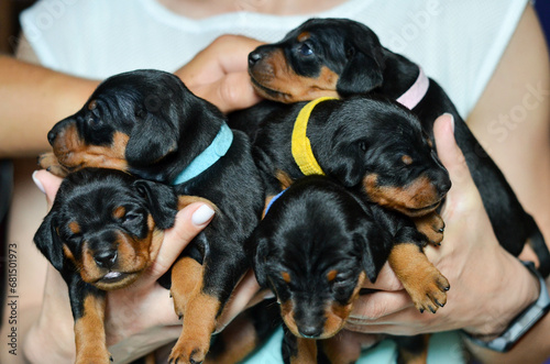 five puppies