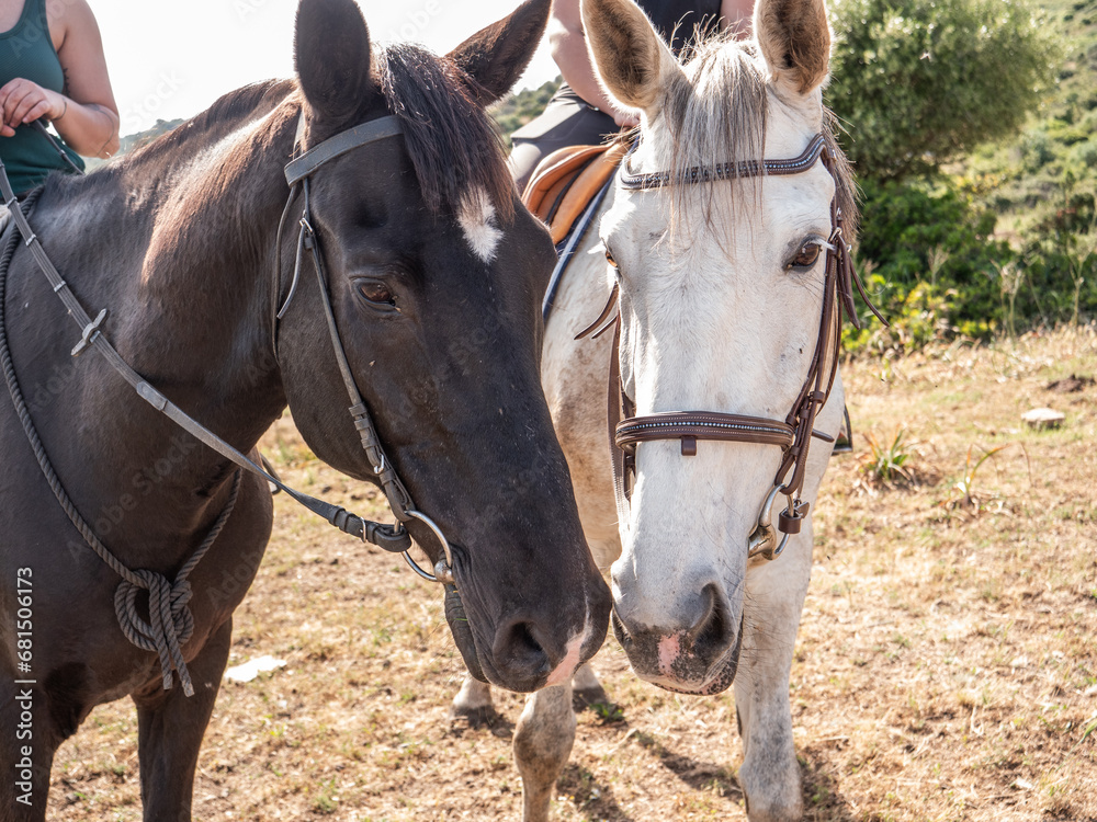 Naklejka premium Chevaux noir et blanc