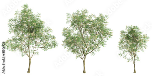3d illustration of set Fraxinus griffithii tree isolated on transparent background photo