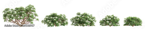 3d illustration of set Rhododendron Hino White bush isolated on transparent background photo