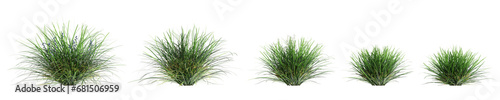 3d illustration of set Ophiopogon japonicus bush isolated on transparent background photo