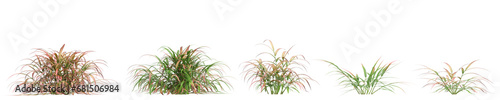 3d illustration of set Hakonechloa macra Beni Kaze bush isolated on transparent background photo