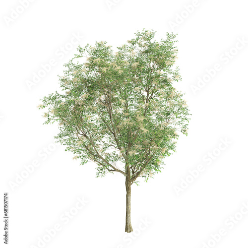 3d illustration of Fraxinus griffithii tree isolated on transparent background photo