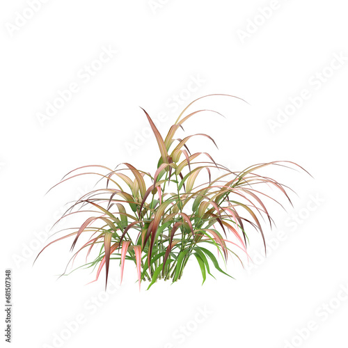 3d illustration of Hakonechloa macra Beni Kaze bush isolated on transparent background