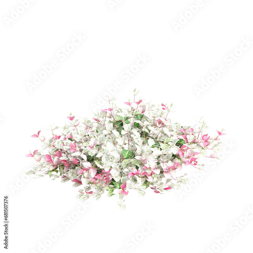 3d illustration of Trachelospermum asiaticum Hatsuyukikazura bush isolated on transparent background