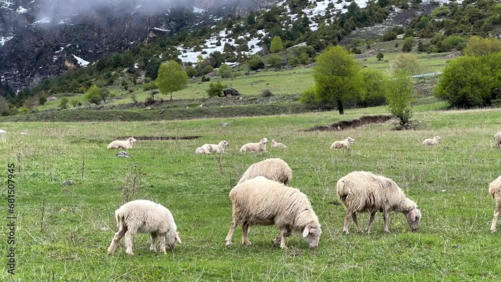 A flock of sheep grazing in the mountains against the backdrop of the Caucasus Mountains. Ingushetia, Caucasus, Russia. Beautiful spring landscape. A sheep with a lamb on a mountain slope. 4K A flock of sheep grazing in the mountains against the backdrop of the Caucasus Mountains. Ingushetia, Caucasus, Russia. Beautiful spring landscape. A sheep with a lamb on a mountain slope. 4K