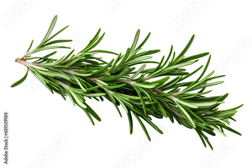 Isolated Rosemary White on a transparent background