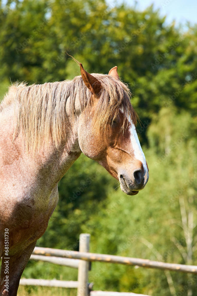 Obraz premium Rustic Serenity: Graceful Brown Horse Amidst Majestic Mountain S