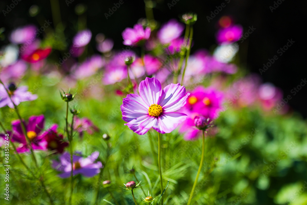 季節の花 季節の花