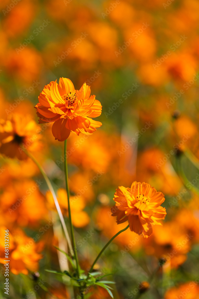 季節の花 季節の花