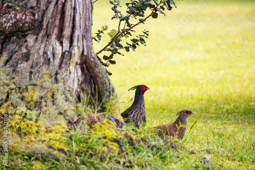 Male and female Kalij Pheasant in the grass