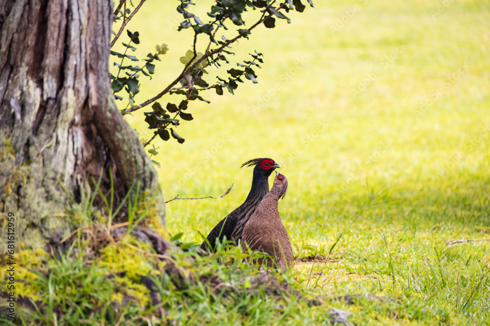 Fototapeta premium Male and female Kalij Pheasant in the grass