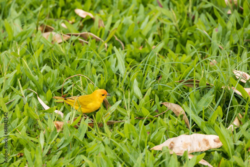 Saffron finch in the grass photo