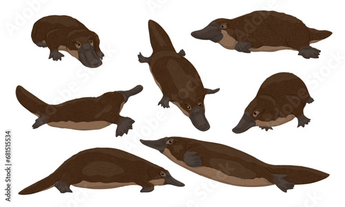 Set of platypuses Ornithorhynchus anatinus or duck-billed platypus. Endemic species of Australia and Tasmania. Realistic vector animal