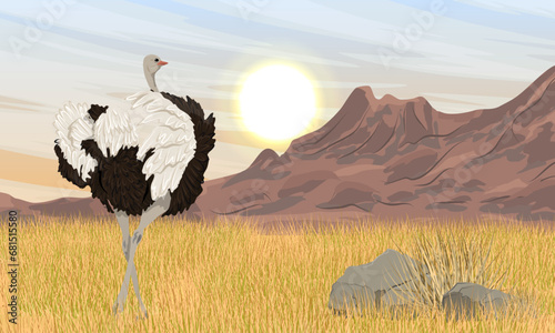 An African ostrich runs through a savannah with dry grass at the foot of a mountain range. Wildlife of Africa. Realistic vector landscape.