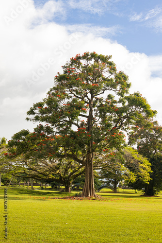 Large red flowering tree in Hawaii