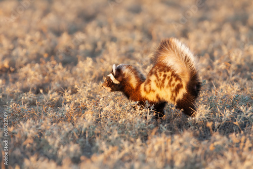 Fotografi Marbled polecat (Vormela peregusna) juvenile running in natural habitats of Betp