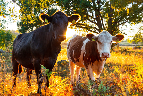 Two cows standing in pasture photo