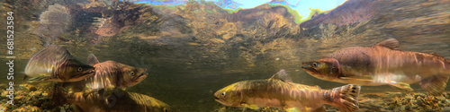 Underwater photo of Pink salmon or humpback salmons (Oncorhynchus gorbuscha) breeding in the river of the Kunashir Island