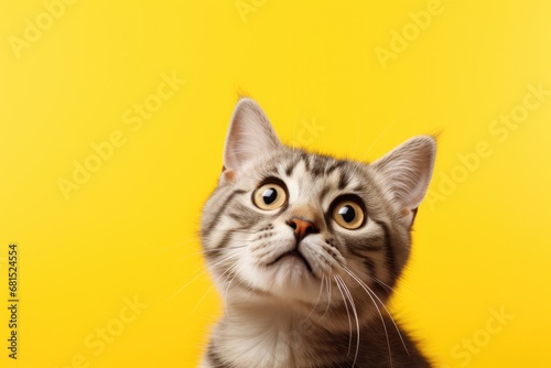 Cat Looking Up On Solid Yellow Background. Сoncept Portrait Photography, Cat Photoshoot, Solid Color Background, Cute Animal Poses, Playful Expressions © Anastasiia