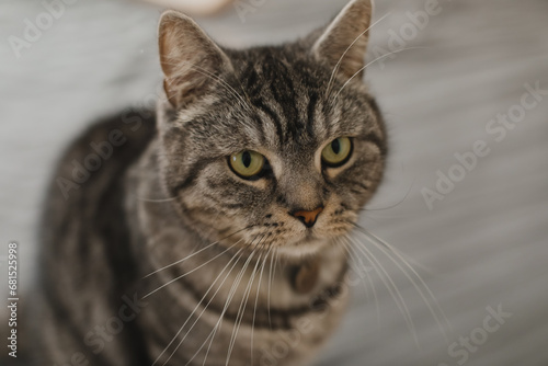 Fototapeta Naklejka Na Ścianę i Meble -  cute scottish straight grey tabby cat in bed at home. 