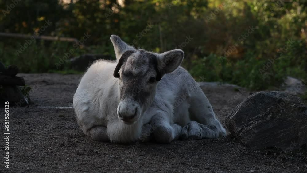 Reindeer Calf Lies Down Outside in Swedish Skansen. Cute Young Caribou (Rangifer Tarandus) is a Species of Deer. Reindeer Calf Lies Down Outside in Swedish Skansen. Cute Young Caribou (Rangifer Tarandus) is a Species of Deer.