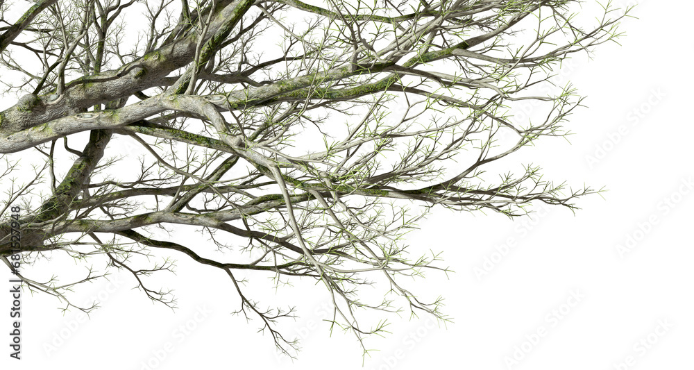 Fototapeta premium Cut-out large aged tree branches transparent backgrounds 3d illustrations png