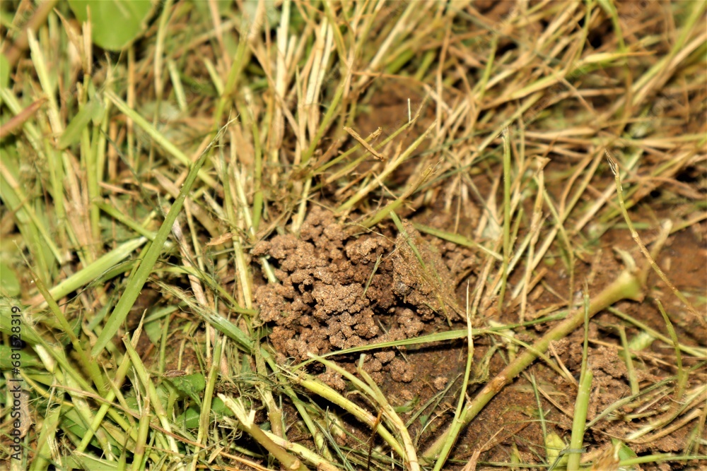 Soil pile created by earthworm. Home of the earthworm. Hole of the earthworms It's made of excrement. Earthworm dung or earthworm droppings is soil that is rich in living microorganisms.