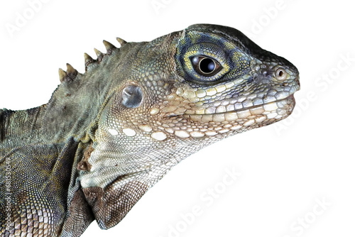 Hypsilurus Magnus forest dragon lizard closeup on isolated background