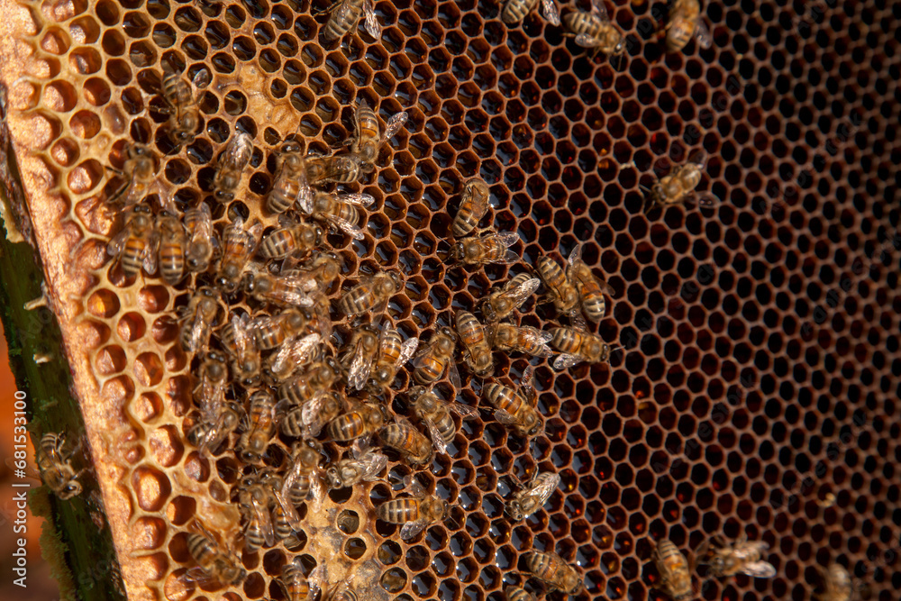 Working bees on the brown honeycomb with sweet honey.. Working bees on the brown honeycomb with sweet honey..