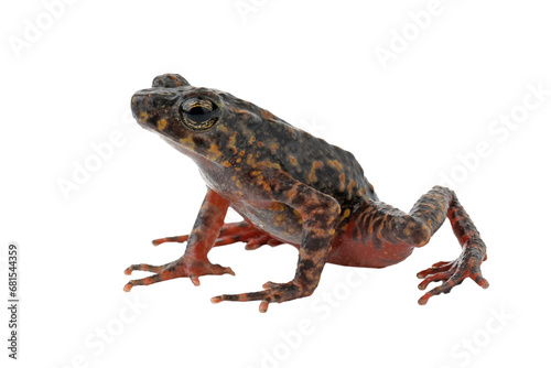 Bleeding Toad or Leptophryne cruentata closeup on isolated background