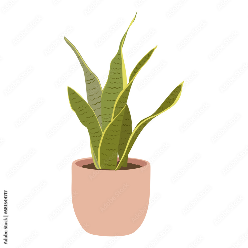Fototapeta premium Sansevieria plant in pot on white background, cute exotic floliage. Hand Drawn doodle style, vector illustration