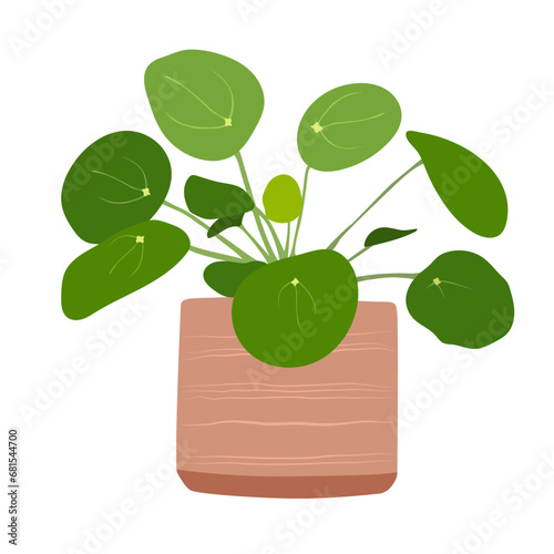 Pilea peperomioides t in pot on white background, cute exotic floliage. Hand Drawn doodle style, vector illustration photo