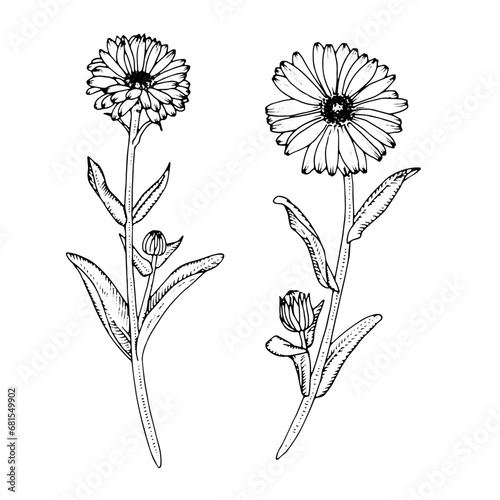 Calendula Vector outline illustration. Hand drawn graphic clipart set of marigold flower. Black line art. Officinalis herb linear drawing on isolated background. Medicinal floral daisy tea